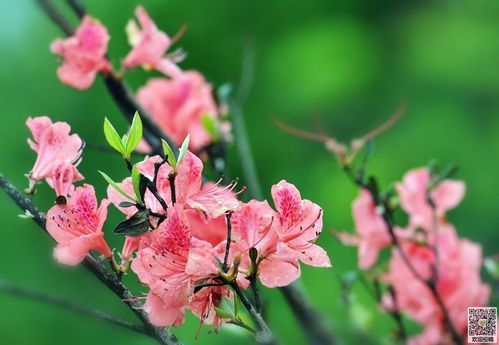 杜涓花养植方法「儿童门帘图片」 母婴育儿 杜涓花养植方法「儿童门帘图片」 杜涓花养植方法「儿童门帘图片」 母婴育儿