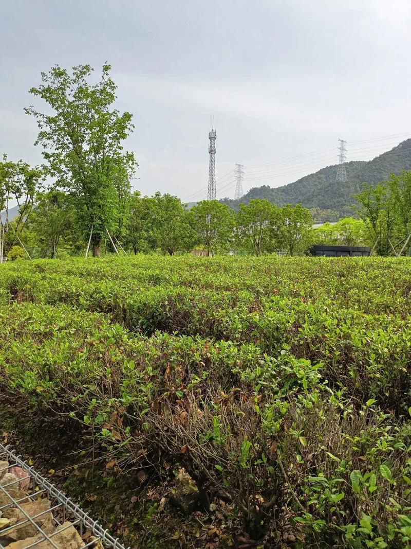 昆山燕宜阁湘菜馆,舌尖上的湖南风情，家的味道在此汇聚_昆山燕宜阁湘菜馆 昆山燕宜阁湘菜馆,舌尖上的湖南风情，家的味道在此汇聚_昆山燕宜阁湘菜馆 饮食大全